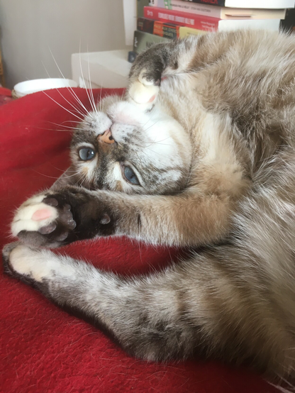Photo d’une chatte très mignonne. Elle est blanche et grise avec les yeux bleus.