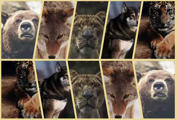 A gallery of skewed images